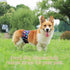 3 Pack Count, 3) Washable Male Dog Diapers: Reusable Belly Bands for Puppy - Absorbent Doggy Wraps (Dinosaur, Small
