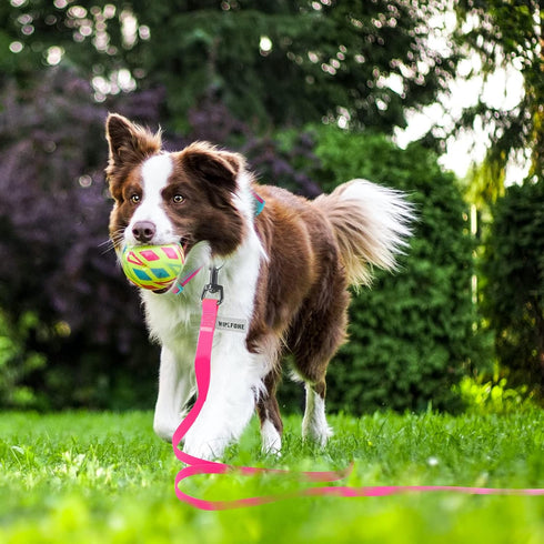 10ft Pink Long Leash | Waterproof Training Dog Leash for Recall, Swimming, Camping, Beach, Hunting, Walking