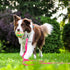 10ft Pink Long Leash | Waterproof Training Dog Leash for Recall, Swimming, Camping, Beach, Hunting, Walking
