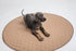 36 Inch EZwhelp Reusable Dog Pee Pad, Washable Waterproof Mat for Dog Potty Training or Whelping Pad, Round
