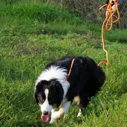 NTR 100FT Leash for Large Breed Dog, Long Leash with Swivel Lockable Hook, Padded Handle, Reflective Thread for Walking