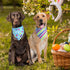 QUQULE 3PCS, Valentines Dog Bandana St Patricks Day and Easter Dog Bandana Small Colorful Scarf for Boy and Girl
