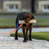 Herm Sprenger Jute Dog Tug Toy - Training Tool with 2 Handles for Interactive Play, Tough Tug of War (Medium)