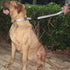 Large Dog Short Leash: Nylon Belting with Soft Padded Handle Lead (18 Inches, Ultimate Grey)