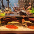 kathson Large Natural Aquarium Driftwood, Sinkable Wood Decor for Fish Tank, Terrarium Ornament (12"-17")