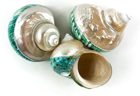 Heyiwell 3.5"~4.5" Inch Large Polished Jade Top Turbo Seashells&Hermit Crab Shells