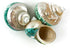 Heyiwell 3.5"~4.5" Inch Large Polished Jade Top Turbo Seashells&Hermit Crab Shells