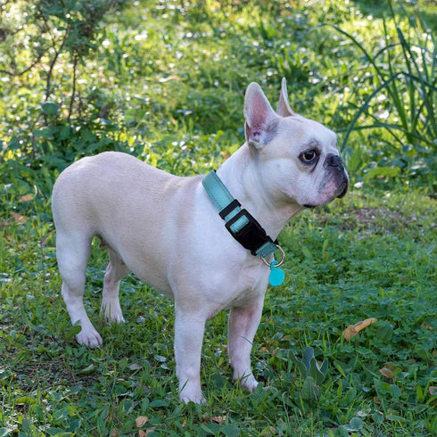 Reflective Dog Collar with Soft Neoprene, Breathable Adjustable Nylon for Small Medium Large Dogs (X-Small, Blue)