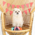 Fringe Studio Plush Dog Toy Set - Buggy for You, Small 3 Piece, Pet Shop Collection
