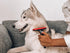 Tuff Pupper Self Cleaning Slicker Brush for Dogs & Cats, One Button Auto Clean, Reduces Shedding by 95%