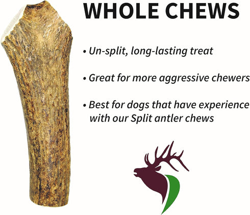 Premium Grade Elk Antler for Dogs, Medium Whole Single Pack, 1 Piece, Sourced in The USA