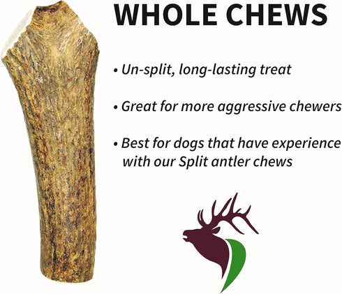 Premium Grade Elk Antler for Dogs, Small Whole Single Pack (1 Piece) for 10-30 lb Dogs and Puppies