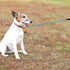 Chew Proof Dog Leash, 6FT Heavy Duty Metal Cable Leads, Chew Resistant Coated Wire Rope Leash for Large Medium Dogs