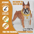 Dog Chain Collar with Quick Release Buckle, 18K Gold Chain Collar for Dogs (15MM, 16")