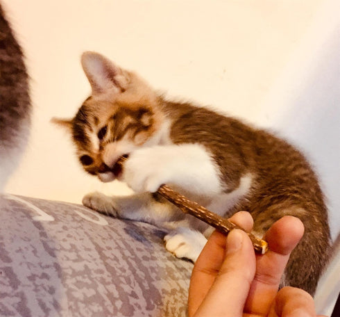 Silvervine Sticks Cat Toys - Natural Matatabi Catnip Chew Sticks for Teeth Cleaning (26 PCS)