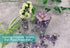 MAIBAOTA Natural Amethyst Crystal Quartz Rocks Chips for Small Fish Tank
