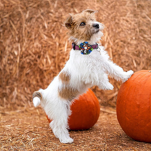 100pcs Halloween Dog Bow Ties Bulk Adjustable Neckties for Small Medium Dogs, 25 Set Pumpkin Patterns for Party Holiday