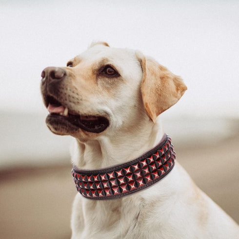 PET ARTIST Soft Leather Dog Collar for Large Dogs - Luxury Genuine Leather with Rivet Studded, 2 inch Wide (Fit 18-23")