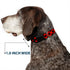 Buckle-Down Plastic Clip Collar - Diagonal Buffalo Plaid Black/Red, 1" Wide, Fits 9-15" Neck, Small