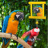 Lnngub 1pc 2pcs Chicken Toys - Hanging Bell Parrot Chicken Swing Mirror + Beak Grinding Stones for Enrichment, Perfect
