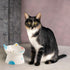 Cute Ceramic Raised Cat Bowls, Elevated Design, 15° Tilted Feeder, Protect Cat's Spine, Anti Vomiting Bowl for Flat