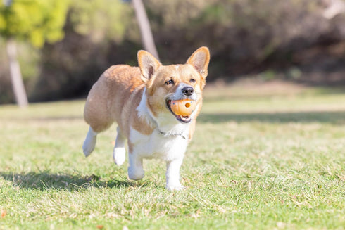 Chuckit! Birthday Fetch Ball, Pack of 1, Medium (2.5 Inch Diameter), for Dogs 20-60 lbs