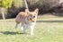 Chuckit! Birthday Fetch Ball, Pack of 1, Medium (2.5 Inch Diameter), for Dogs 20-60 lbs