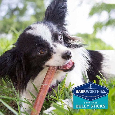 Barkworthies Odor Free Bully Sticks - 2 Pack (5 ct 6 inch), Premium Long Lasting, Grain Free Dog Treats for Chewers