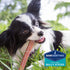 Barkworthies Odor Free Bully Sticks - 2 Pack (5 ct 6 inch), Premium Long Lasting, Grain Free Dog Treats for Chewers