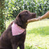 Pettsie Adjustable Dog Bandana Collar with Matching Friendship Bracelet, Soft & Comfortable Durable Hemp, Pink, Small