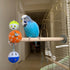 PERSONALIZED Perch Toy with Rotating Balls for Birds, Budgies, Budgerigars, Parakeets, Parrots, Cockatiels, Parrotlets