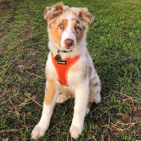 Best Pet Supplies Voyager Step-in Air Dog Harness - All Weather Mesh, Reflective, Orange, XS