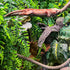 HERCOCCI 2 Pack Reptile Plants, Artificial Hanging Vines Habitat Decorations with Suction Cup for Bearded Dragon,
