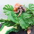 Hermit Crab Climbing Toy, Reptile Plants for Aquarium, Hanging Plastic Simulated Turtle Leaf Plant with Suction Cup, Reptile Tank Habitat Decor Accessories for Lizards Geckos Bearded Dragons Snake by Neeenn