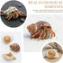 ECVLRTK 5 2.4-3.9 1-2in. Pcs of Medium and Large Hermit Crab Shells Natural Conch Size in, Opening Size Growth Turbo