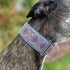 Martingale Dog Collar and Leash Set for Greyhound Saluki Whippet (L 14inch-18inch), Blue