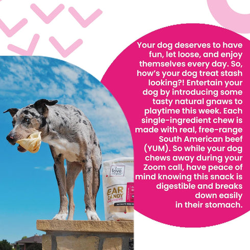 5ct I and love and you Ear Candy Cow Ear Chews - Beef - Rawhide Alternative, Single Ingredient, Free Range Grass Fed
