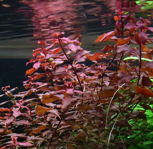 Rare Ludwigia sp. Mini 'Super Red' Freshwater Aquarium Plant - Vibrant Color