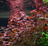 Rare Ludwigia sp. Mini 'Super Red' Freshwater Aquarium Plant - Vibrant Color