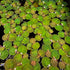 Generic 35+ Red Root Floater Leaves Live Aquarium Plants