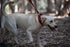 Boss Dog Tactical Collar, Small, Red
