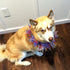 Midlee Medium Patriotic Dots Dog Collar for 4th of July