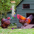 lasuroa Colorful Chicken Wind Chime Toy, Chicken Enrichment Coop Accessories Supplies Toys for Outside Wind Chimes Art