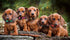 Puppy Collars for Litter - Soft Nylon Safety Whelping Litter Collar for Newborn Pets with Record Keeping Charts (12pcs,