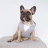 iChoue 100% Breathable Cotton Dog Hoodies for French Bulldog, Sweatshirts for Medium Dogs, Grey, Large Plus