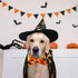 Halloween Dog Collar with Bow Tie, 2 Pack Holiday Pumpkin Ghost Collar for Boys and Girls Small Medium Large Pets