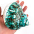 Heyiwell Shells3.5~4.5" Inch Large Polished Jade Top Turbo Seashells&Hermit Crab