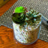 3lb Pebbles,1/4 Inch Jade Bean Cactus Bonsai DIY Rocks, Natural Succulent Rock and River Rocks Decorative