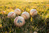 Kore Baseball Products Kore Soft Baseball Hand-Stitched Real Feel Foam Baseballs | Safe Indoor & Outdoor Practice Ball
