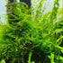 PLANTEREST BUY2GET1FREE Java Moss Vesicularia Dubyana Mats US Grow Live Aquarium Plant Tropical Freshwater Decorations
